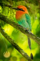 Momot sirokozoby - Electron platyrhynchum - Broad-billed Motmot o0381